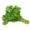 Cilantro